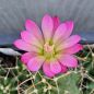 Preview: Echinocereus mojavensis